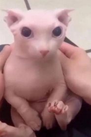 Bingus