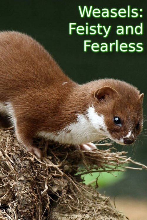 Weasels: Feisty and Fearless poster